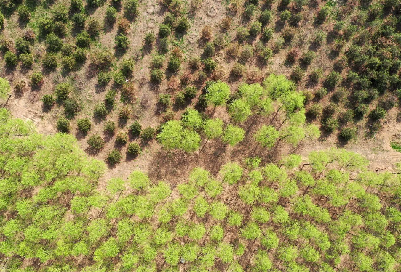 無人機技術在現代林業工作方面的應用(圖5) 無人機技術在現代林業工作方面的應用(圖5)
